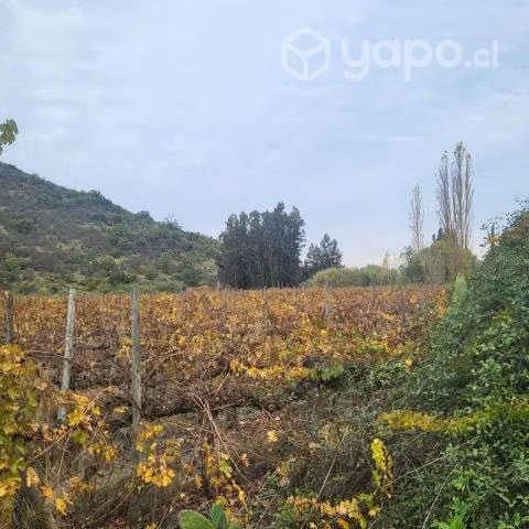Viñedos de nenquen