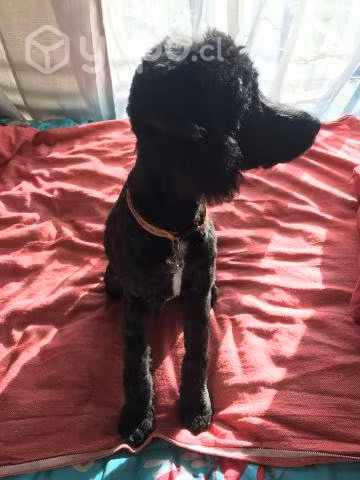 Perrita en adopción