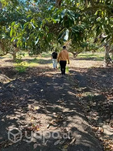 Terreno IV region ( 10000 metros cuadrados aprox )
