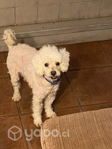 Se regala poodle - Imagen 2