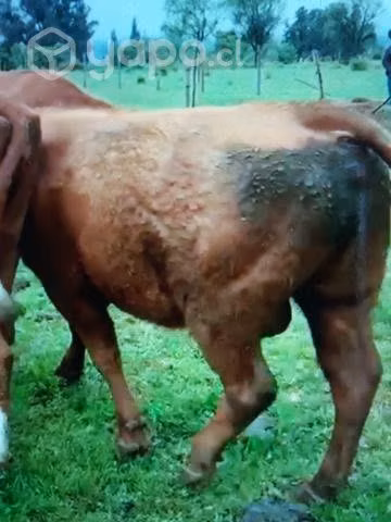 Toro Angus Rojo