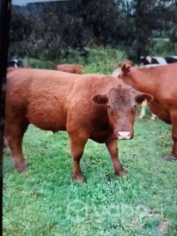 Toro Angus Rojo