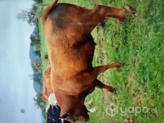 Toro Angus Rojo