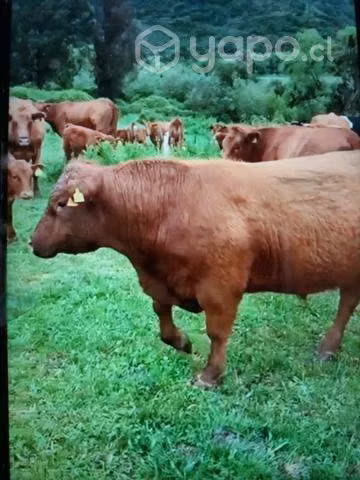 Toro Angus Rojo