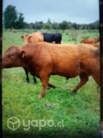 Toro Angus Rojo
