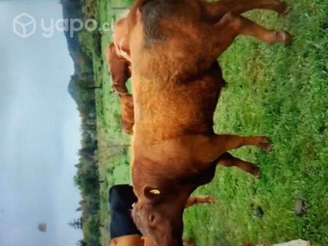 Toro Angus Rojo