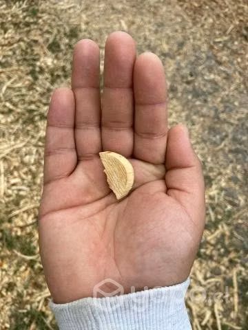 Venta chipeadora de ramas - Imagen 2