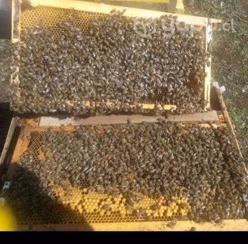 Venta de núcleos de abejas 2023