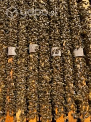 Venta de núcleos de abejas 2023