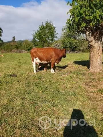 Vaca parida