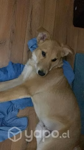 Perrito en adopción - Imagen 6