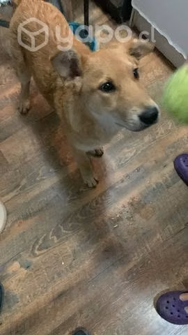 Perrito en adopción - Imagen 5
