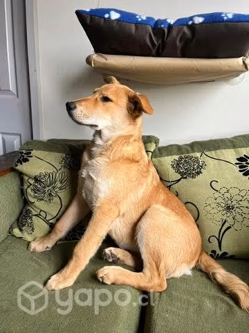 Perrito en adopción - Imagen 3