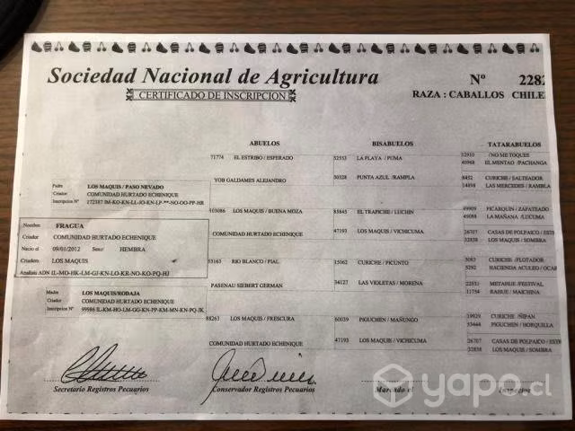 Yegua inscrita