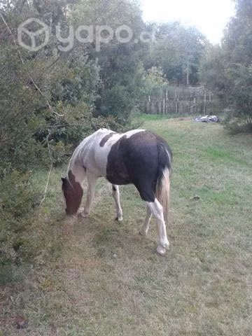Caballo