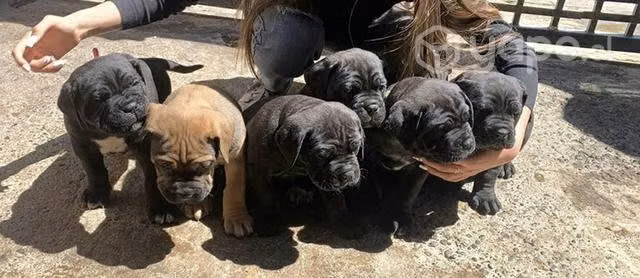 Cane corso italiano