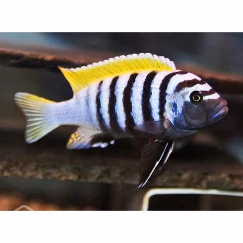 Sinotilapia afra jalo ref