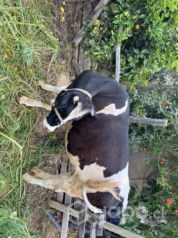 Vaca preñada