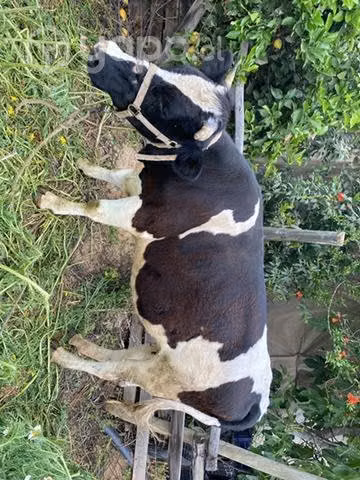 Vaca preñada