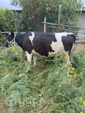 Vaca preñada