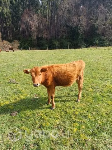 2 terneras