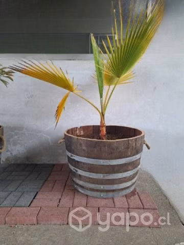 Maceteros de barrica
