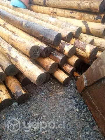 Polines Oregón 4a 6"