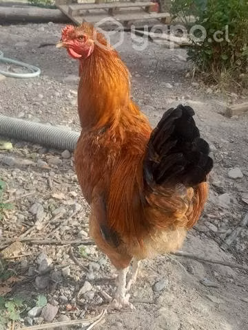 Gallos criollos