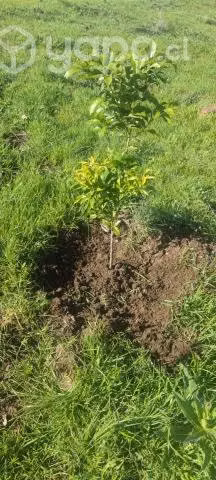 Parcela santo domingo sector pangui rosa, - Imagen 14