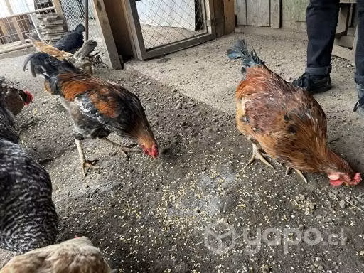 Vendo o permuto gallos - Imagen 5