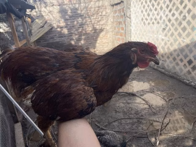 Vendo o permuto gallos - Imagen 6