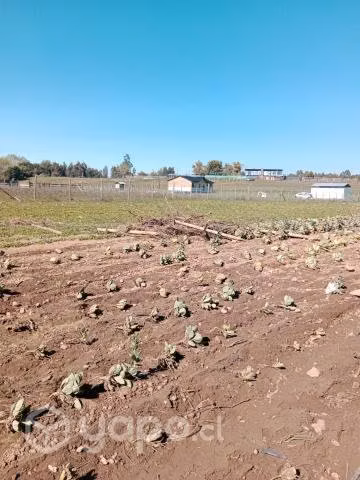 Terreno San clemente - Imagen 5