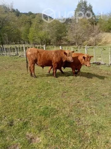 Toro Angus rojo