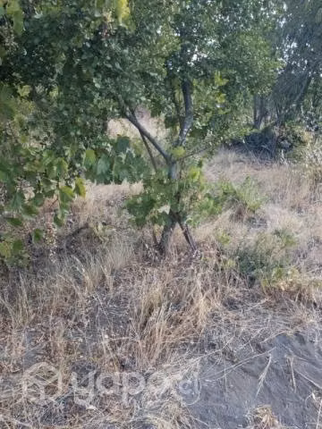 Se vende terreno de 5000 mt2 - Imagen 2