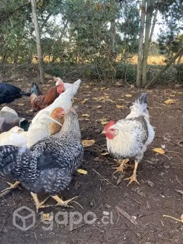Aves gallinas y pollos - Imagen 2
