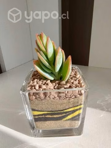¡Terrarios de colores con suculentas y cactus - Imagen 4