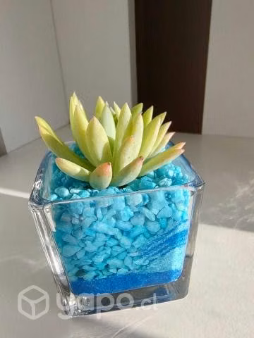 ¡Terrarios de colores con suculentas y cactus - Imagen 3