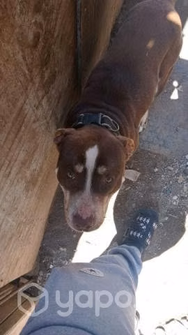 Busco novia pitbull - Imagen 2