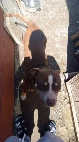Busco novia pitbull - Imagen 3