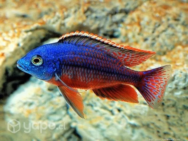 Protomelas Red Empress