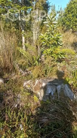 Terrebi quemchi - Imagen 4
