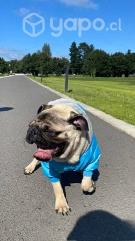 Pug busca novia - Imagen 3