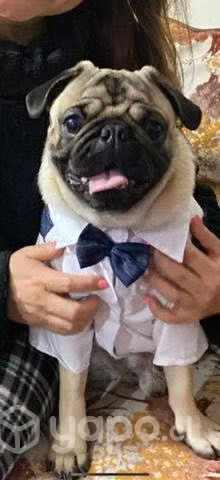 Pug busca novia