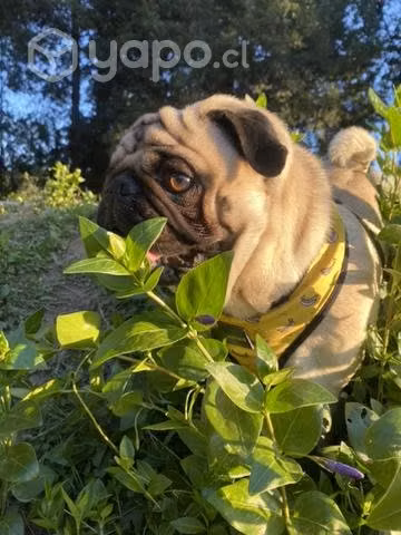 Pug busca novia - Imagen 2