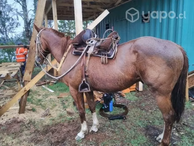 Caballo alazán - Imagen 2