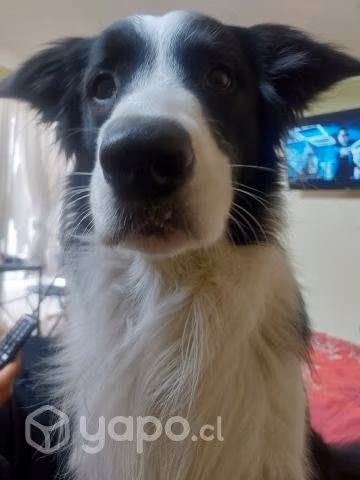 Border collie busca novia