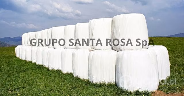Ballica Bolo