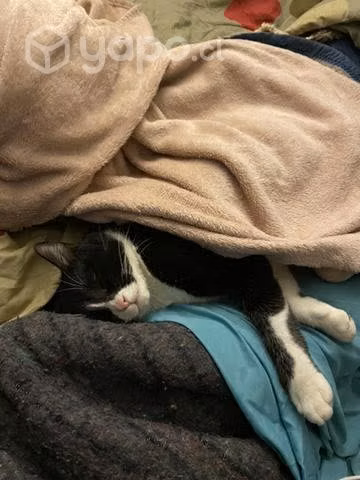 Se regalan gatitos