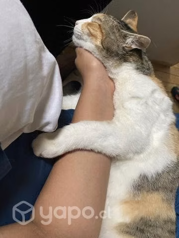 Se regalan gatitos