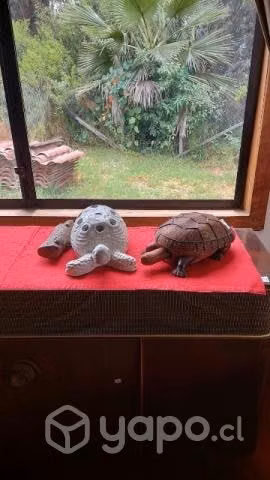 Tortugas ornamentales.